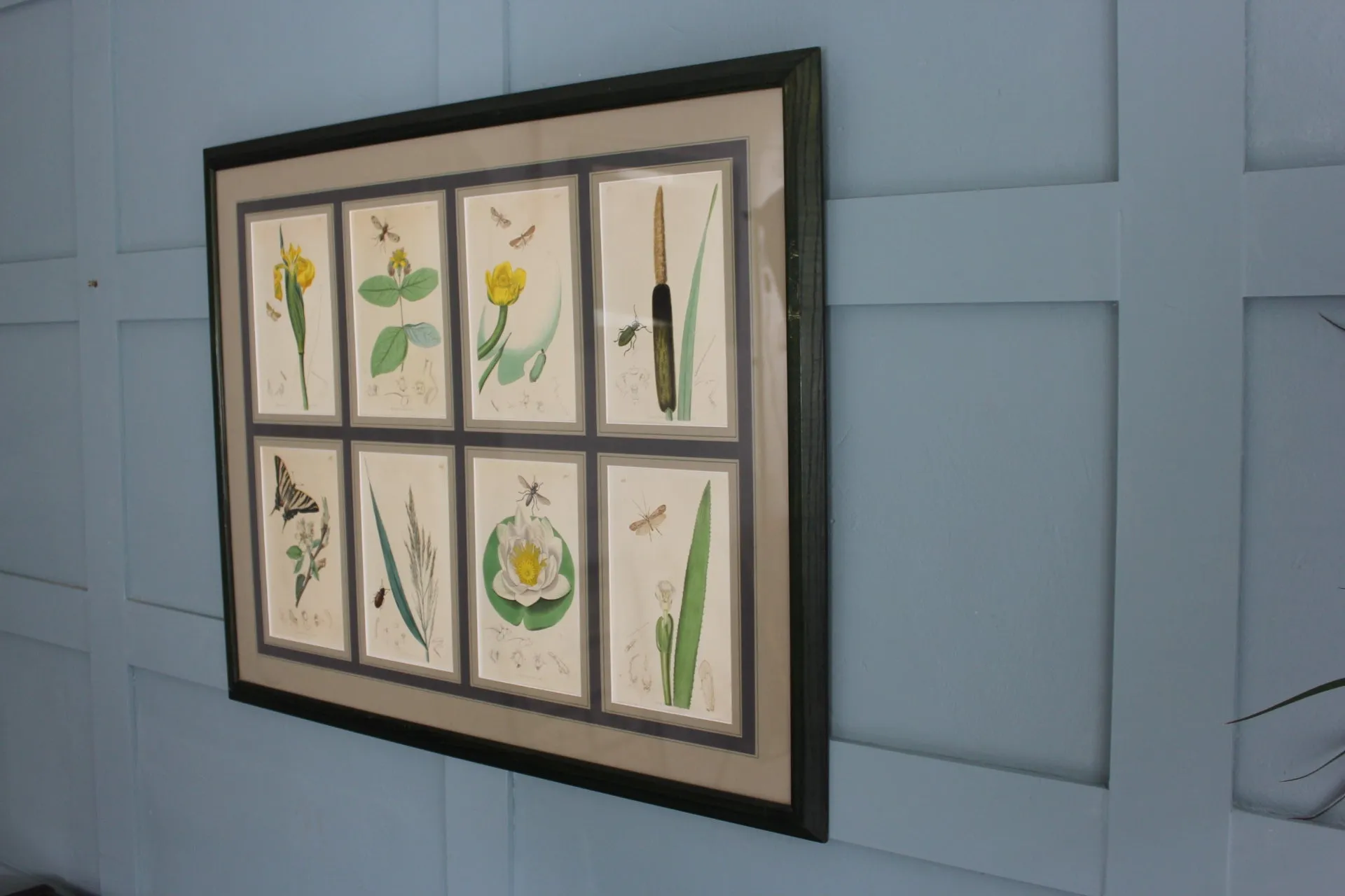 19th century Botanicals with insects