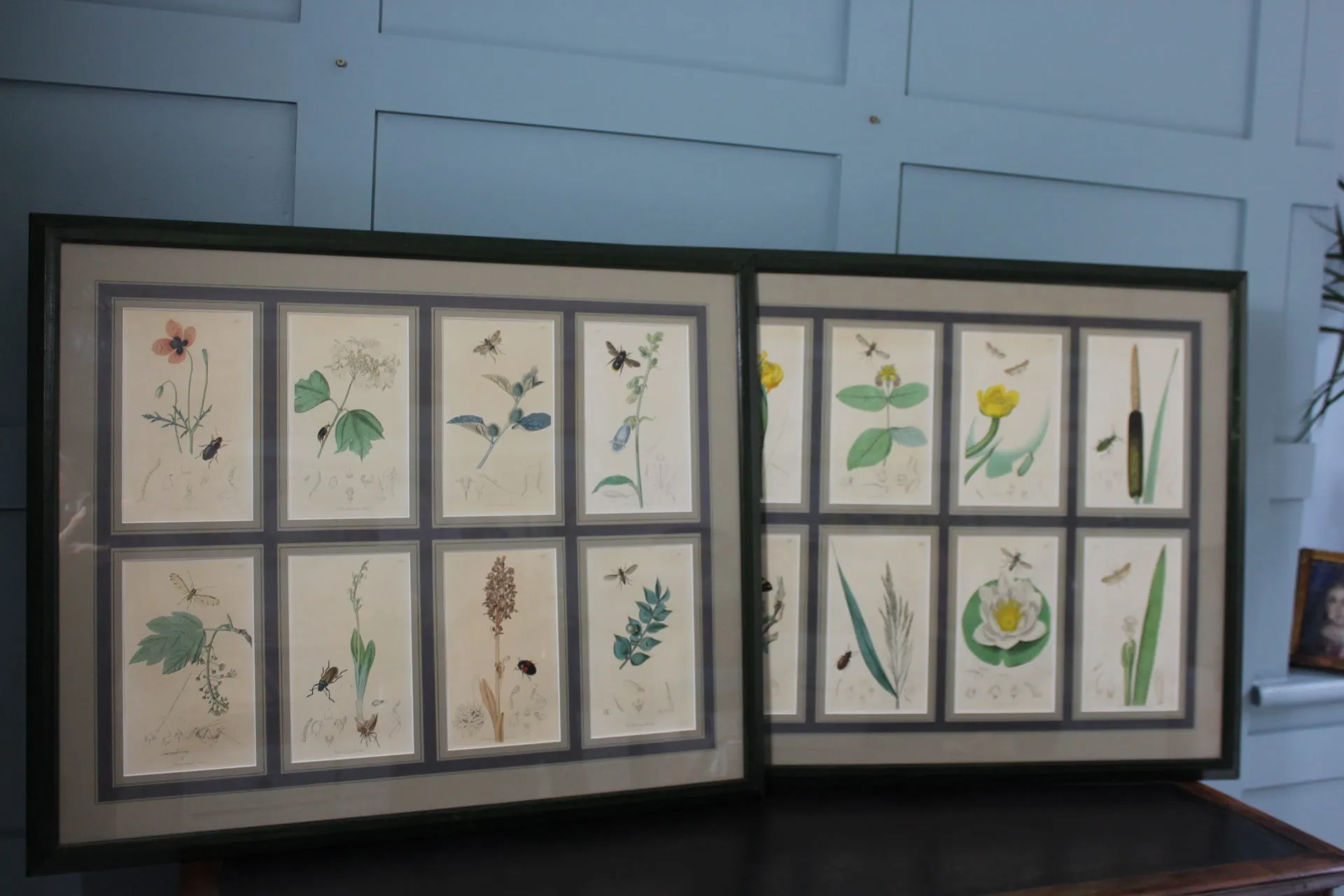 19th century Botanicals with insects