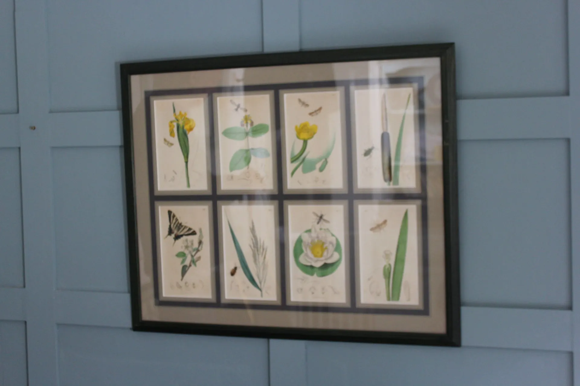 19th century Botanicals with insects