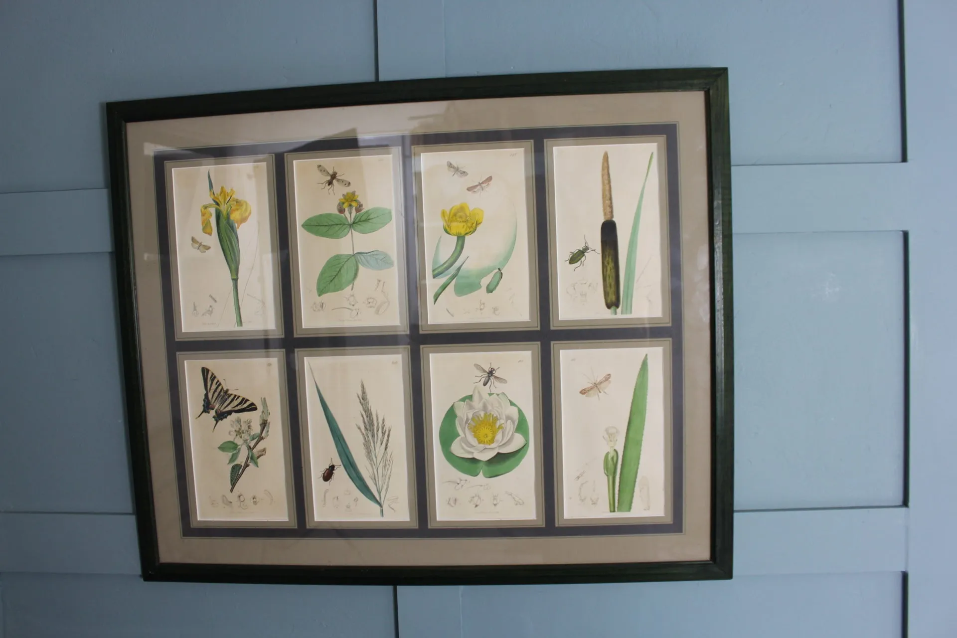 19th century Botanicals with insects