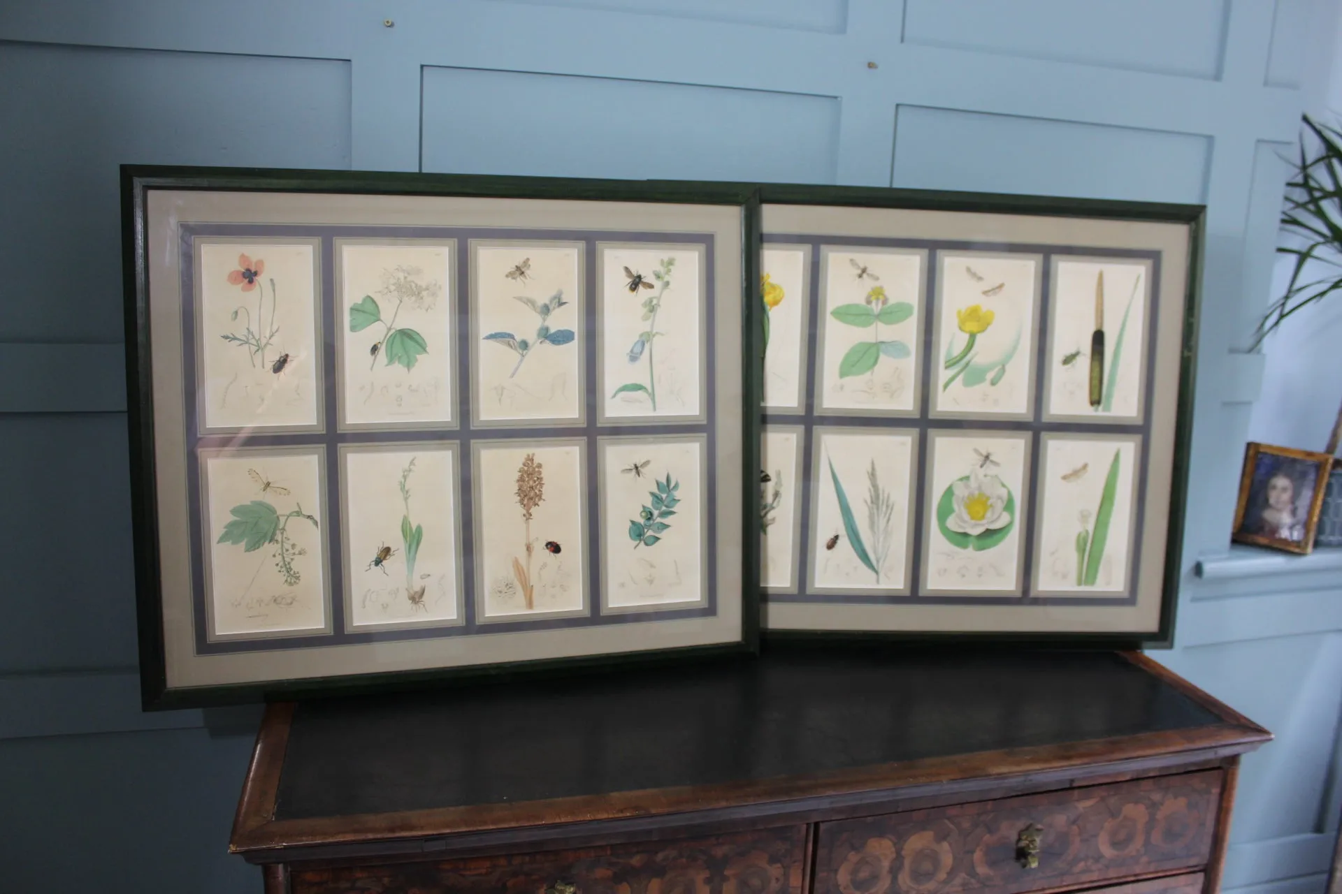 19th century Botanicals with insects