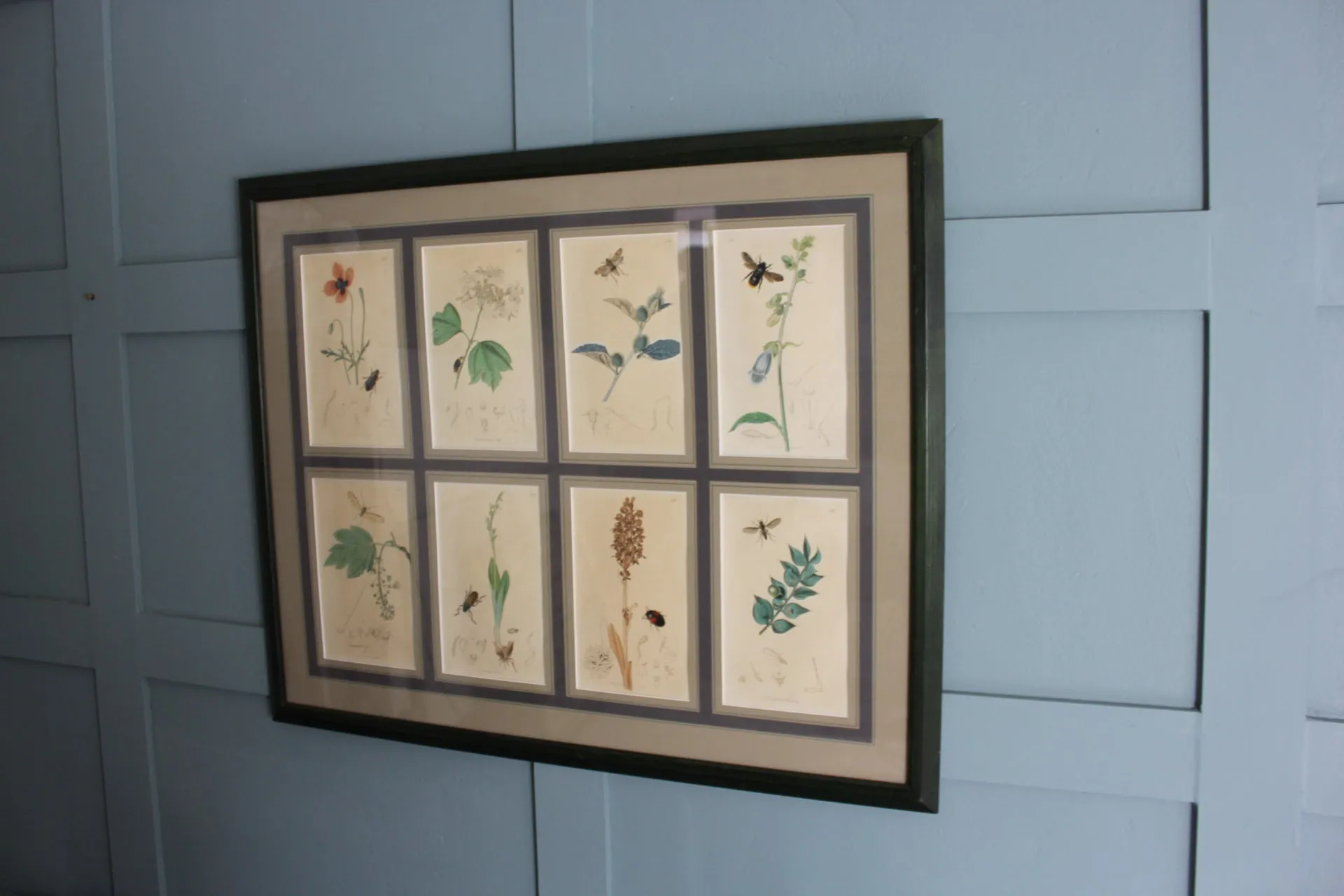 19th century Botanicals with insects