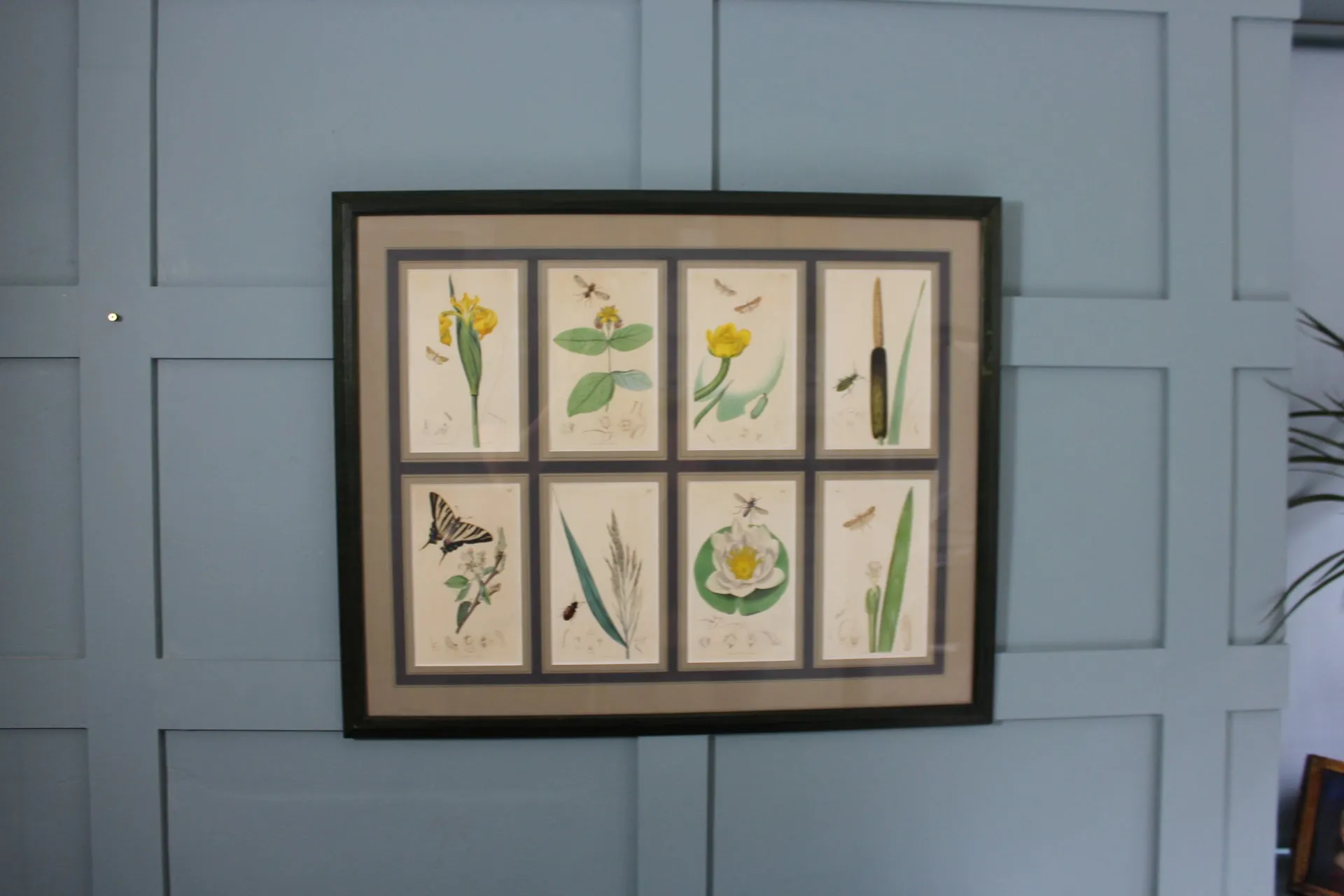 19th century Botanicals with insects