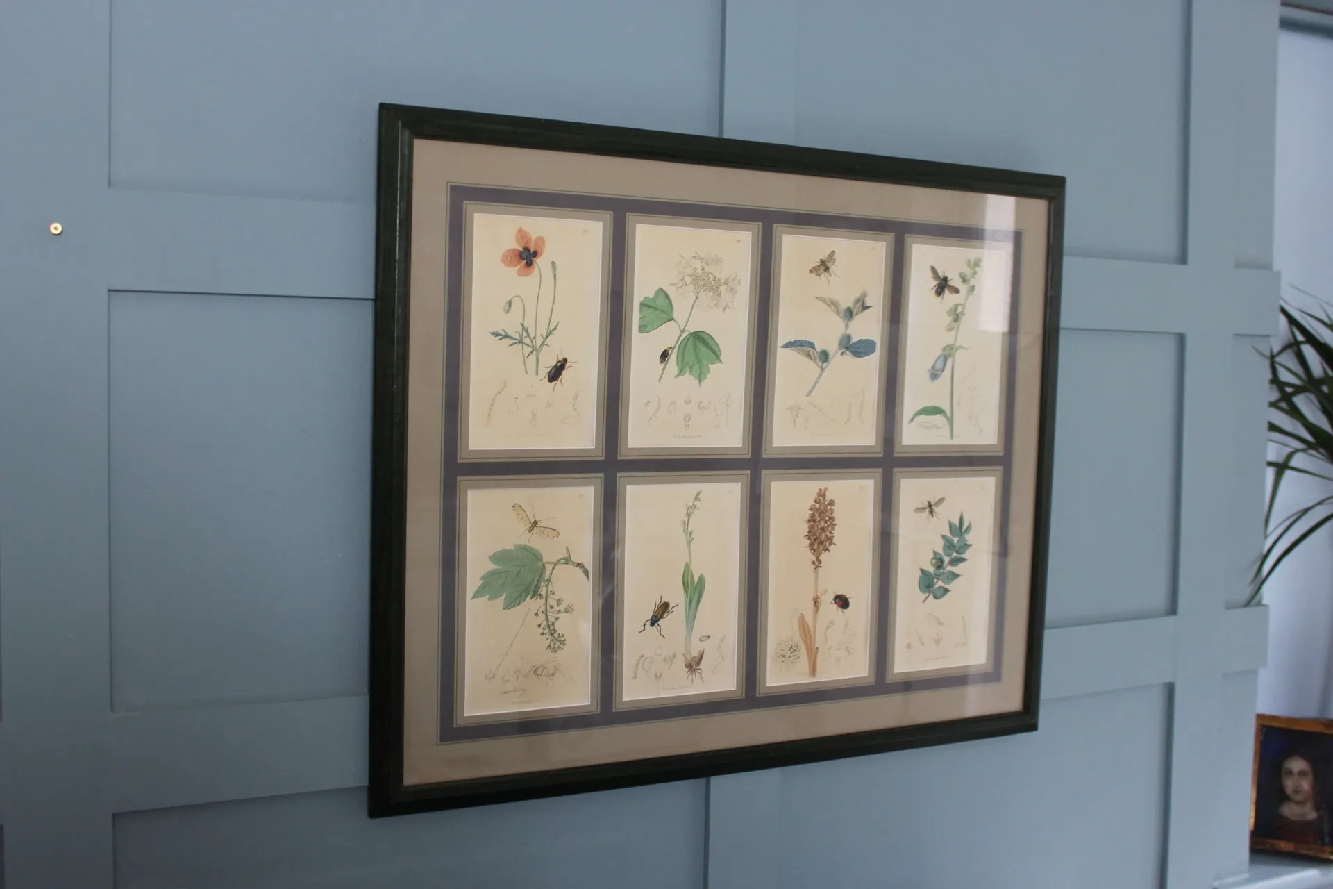 19th century Botanicals with insects