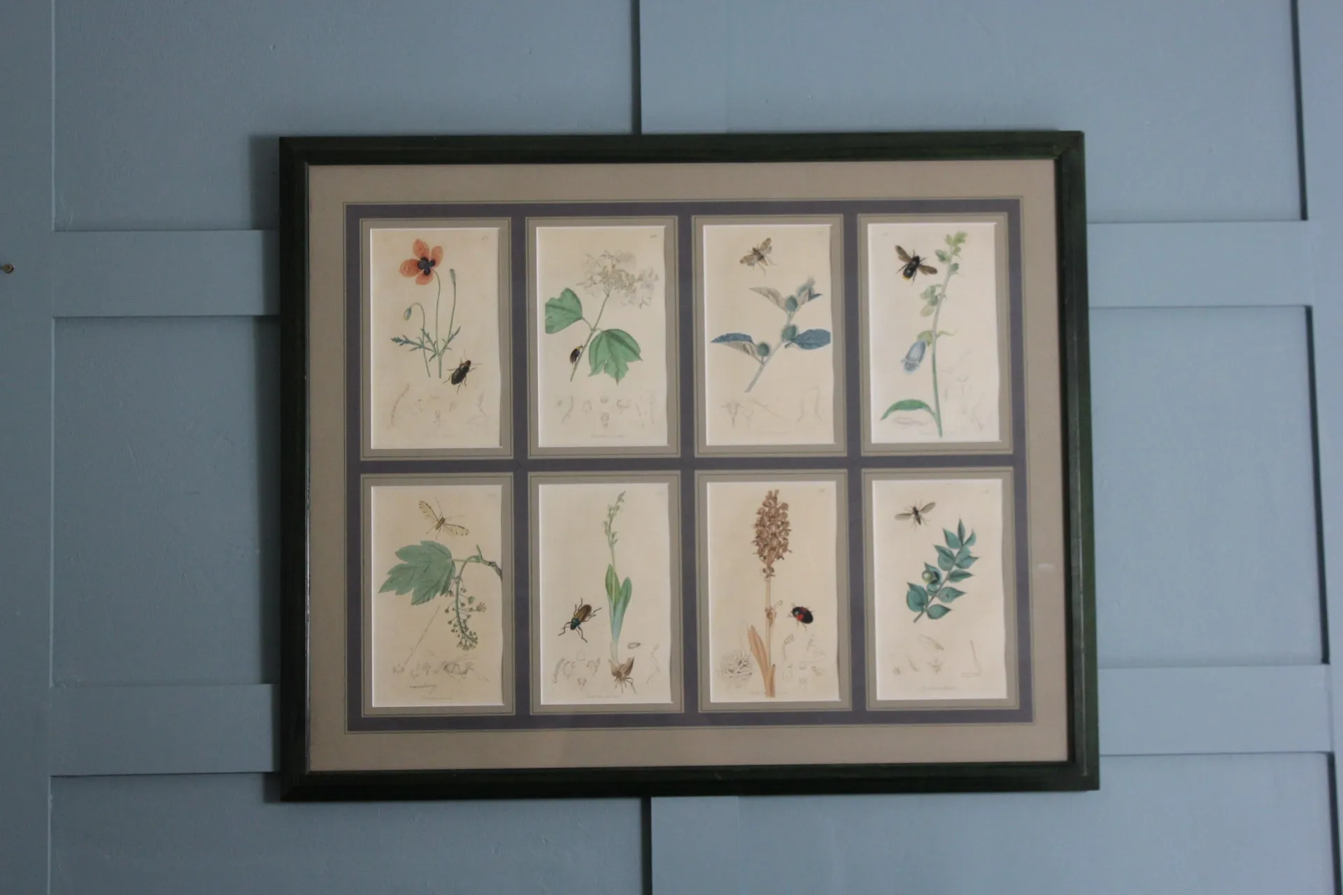 19th century Botanicals with insects
