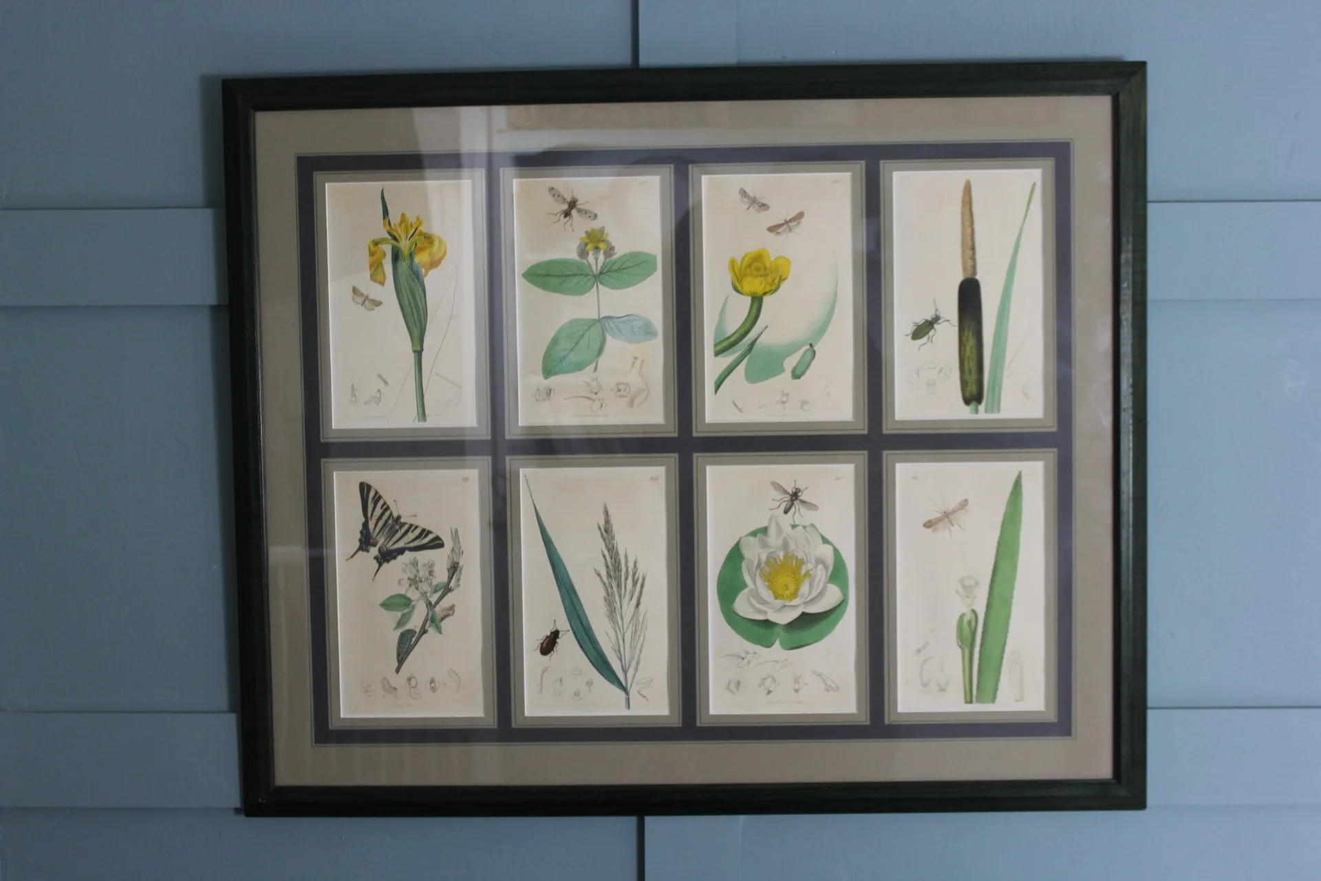 19th century Botanicals with insects