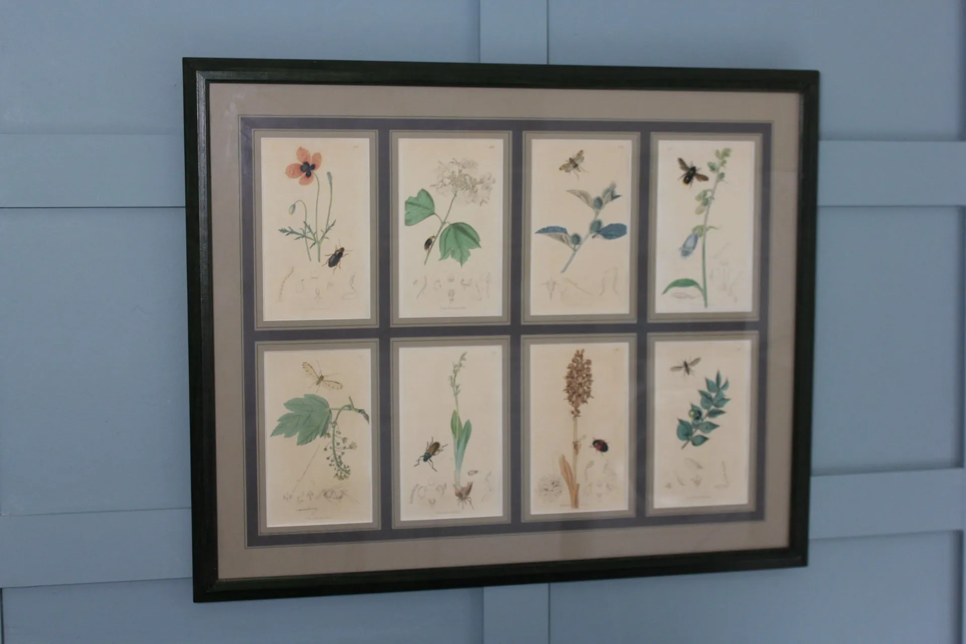19th century Botanicals with insects