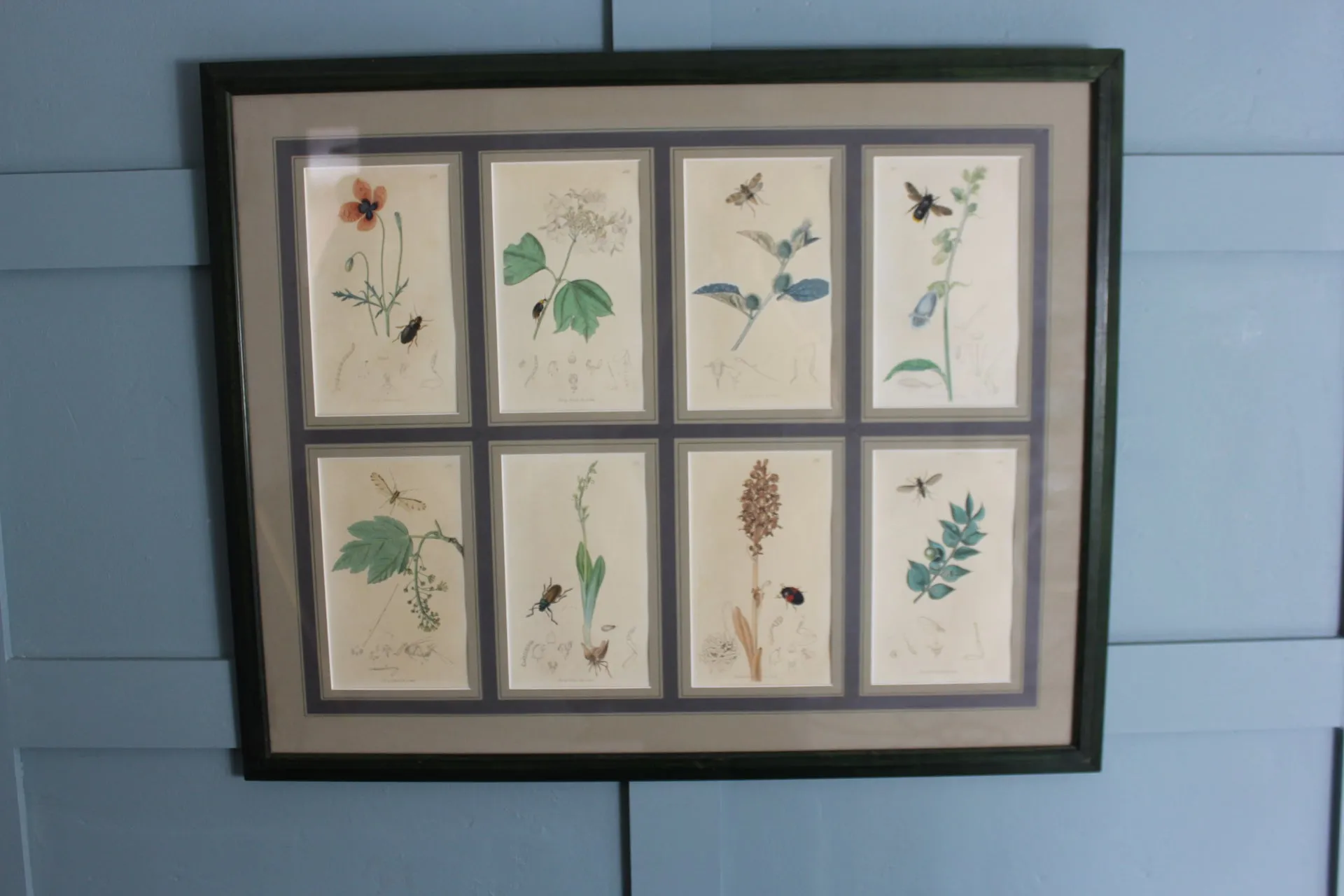 19th century Botanicals with insects