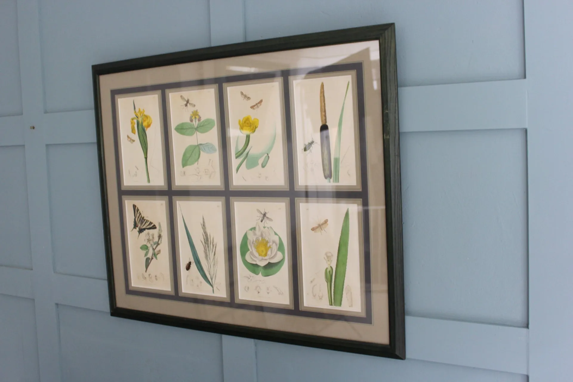 19th century Botanicals with insects