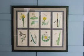 19th century Botanicals with insects