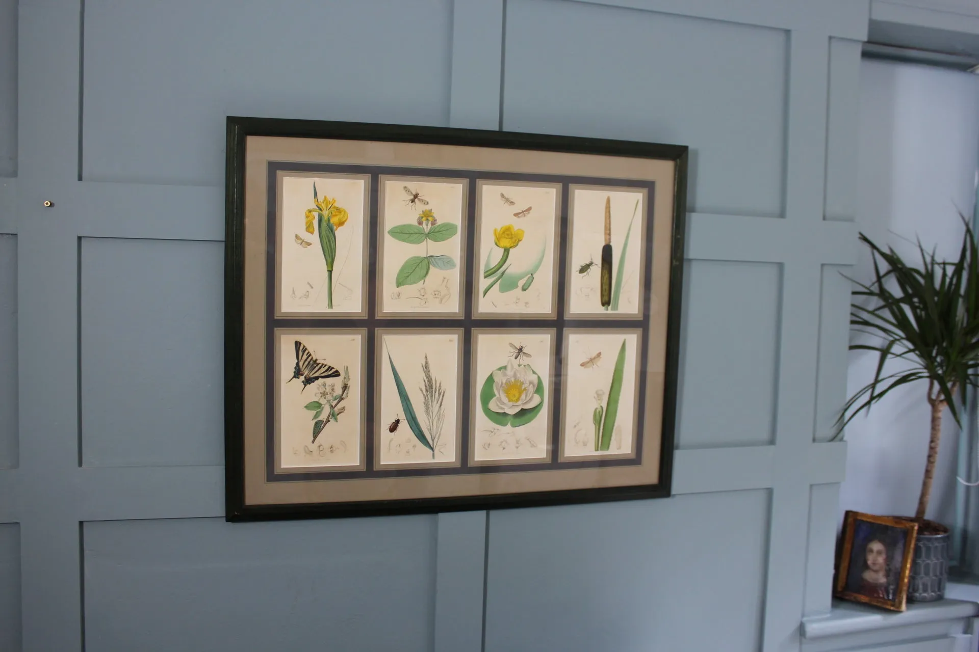19th century Botanicals with insects