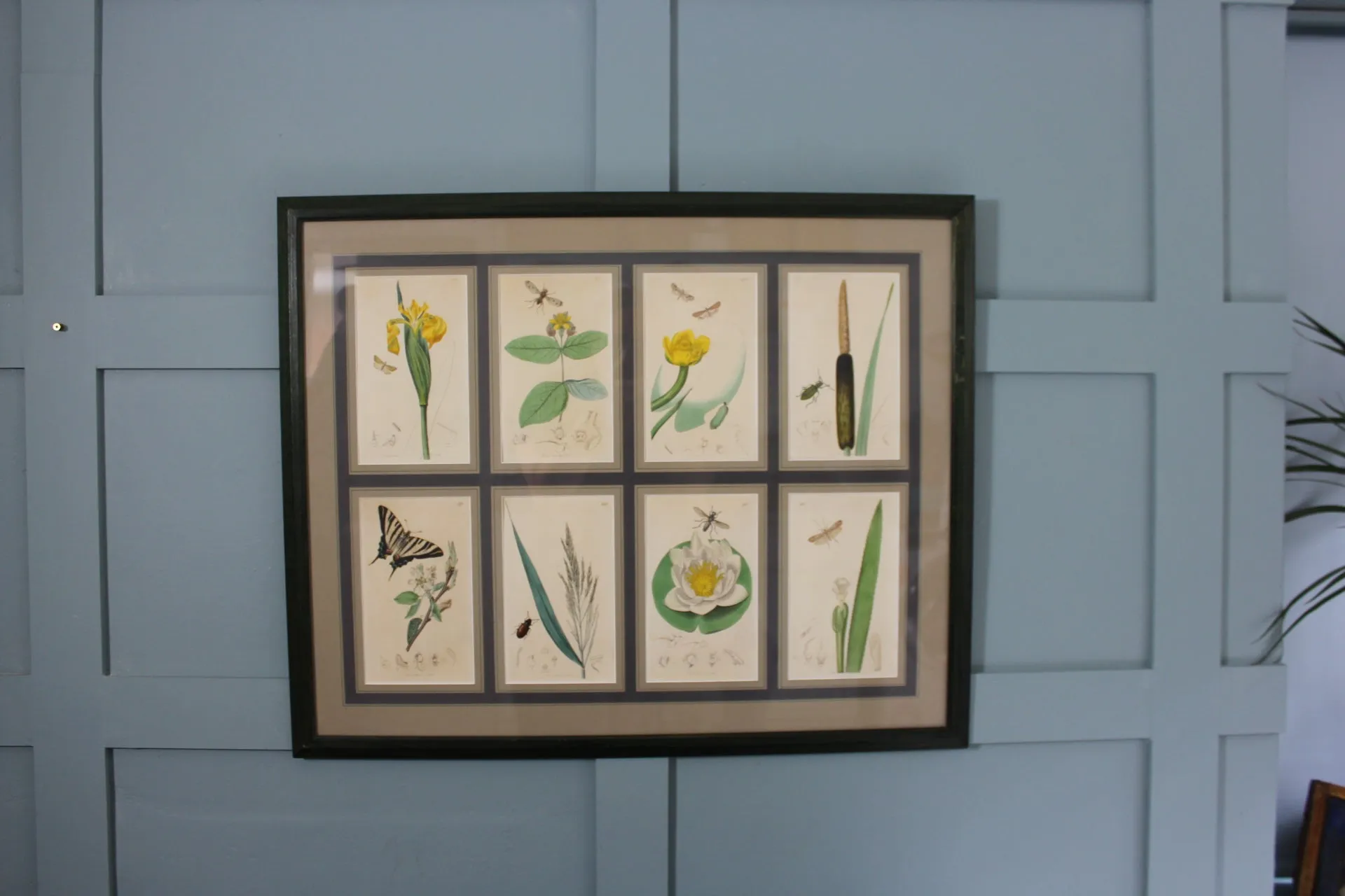 19th century Botanicals with insects