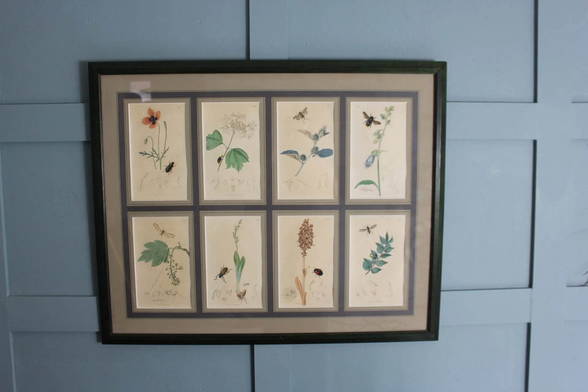 19th century Botanicals with insects