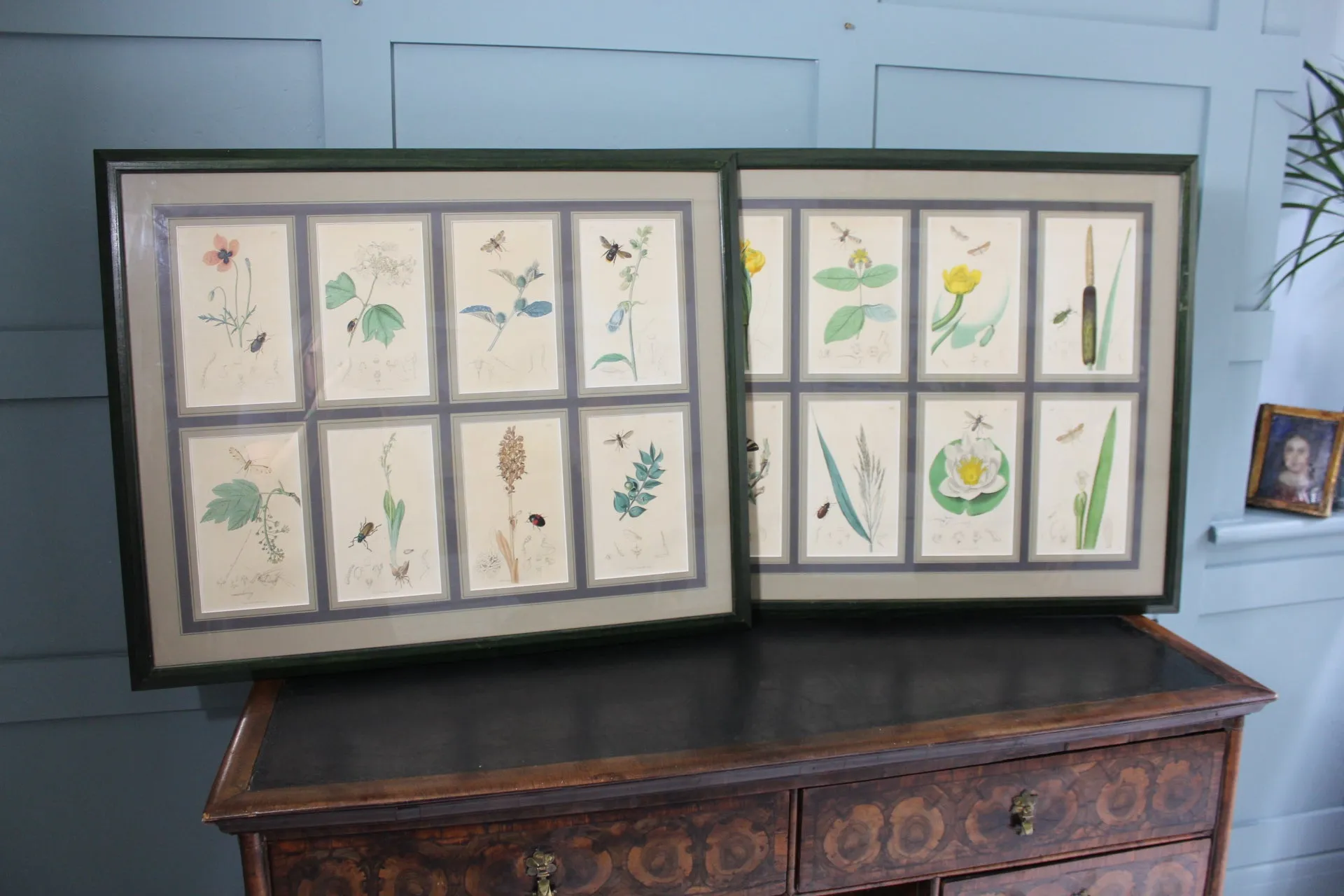 19th century Botanicals with insects