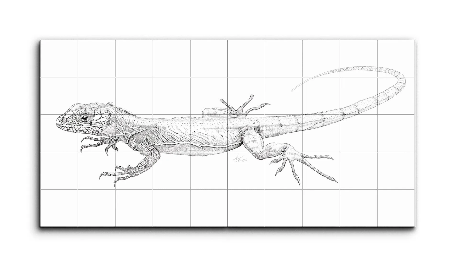 Lifelike Monochromatic Lizard Line Drawing