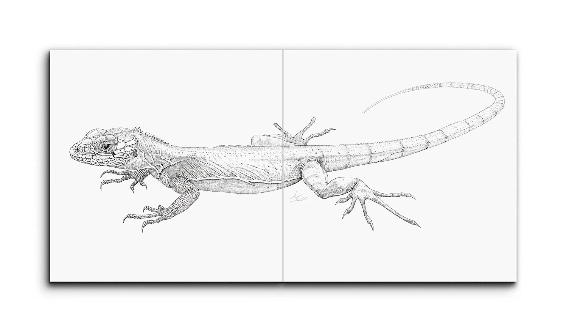 Lifelike Monochromatic Lizard Line Drawing