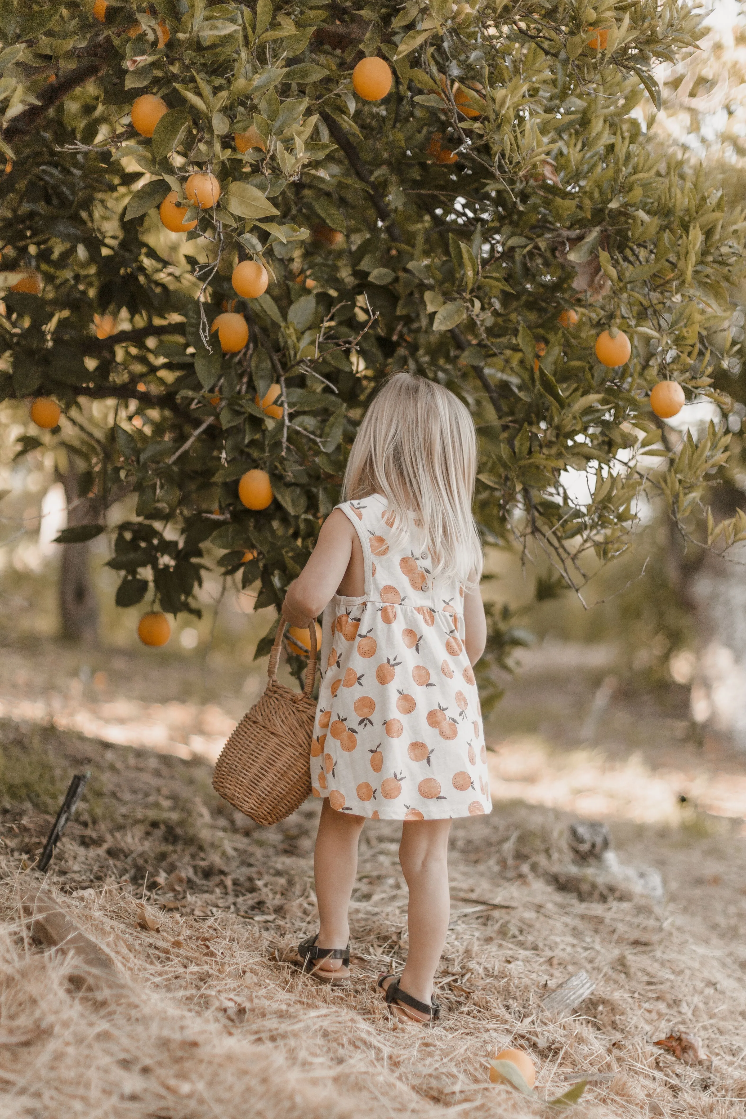 Rylee   Cru Layla Dress - Orange
