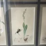Set of 4 19th Century Botanicals With Insects