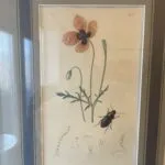 Set of 4 19th Century Botanicals With Insects