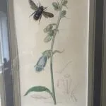 Set of 4 19th Century Botanicals With Insects
