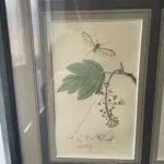 Set of 4 19th Century Botanicals With Insects